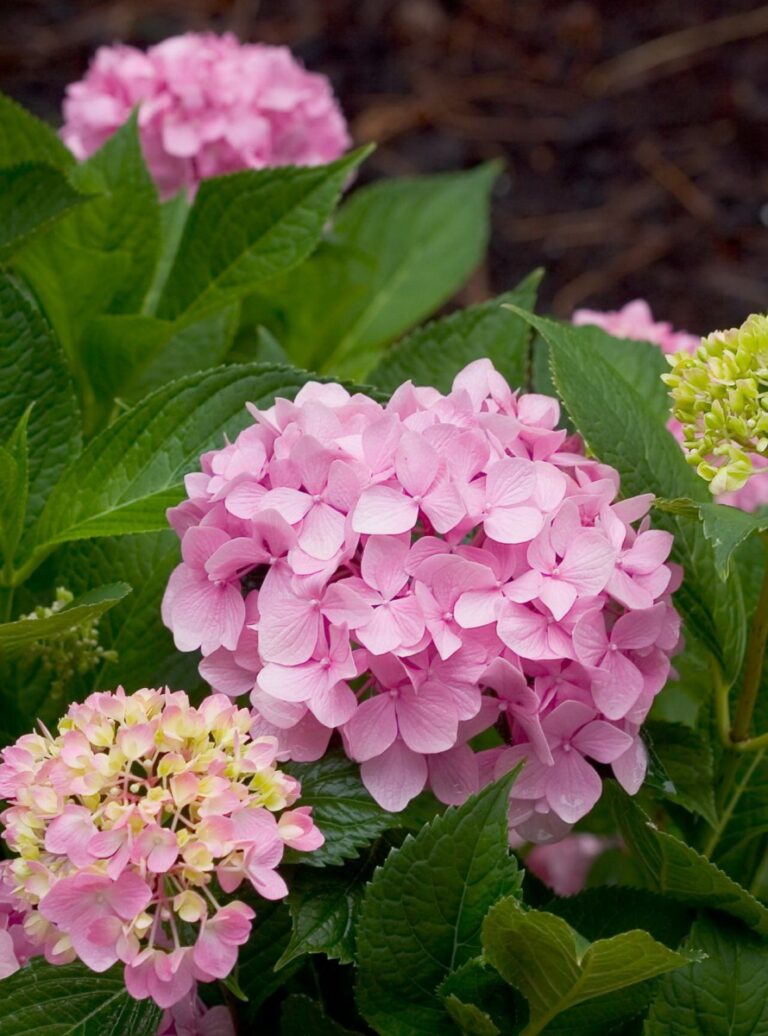 Гортензия hydrangea macrophylla фото